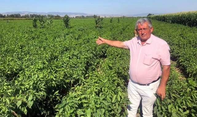 Bursa'da biber tarlada 5 liraya satılamıyor