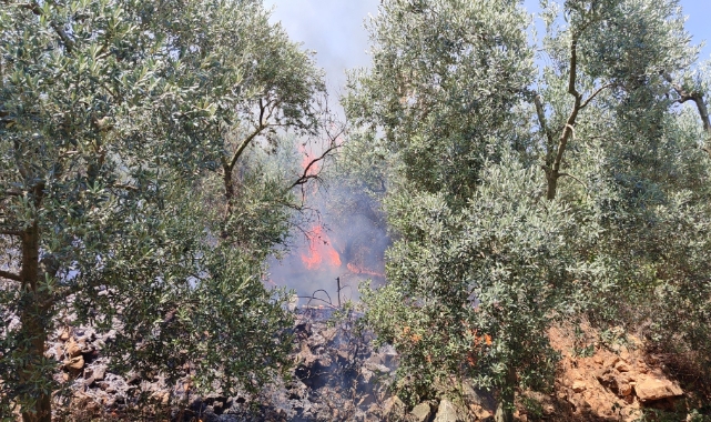 Bursa'da dört noktada aynı anda yangın