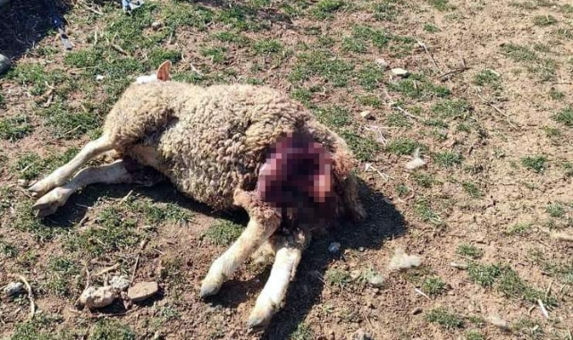 Bursa'da sokak köpekleri damızlık koyunları parçaladı