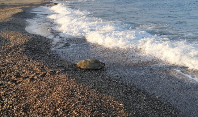 Caretta Caretta yuvasının koruma kafesini kaldırıp üzerinde mangal yaptılar