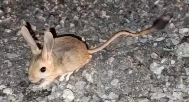 Dünyanın en ilginç 19 hayvanından biri! Erzincan'da görüldü