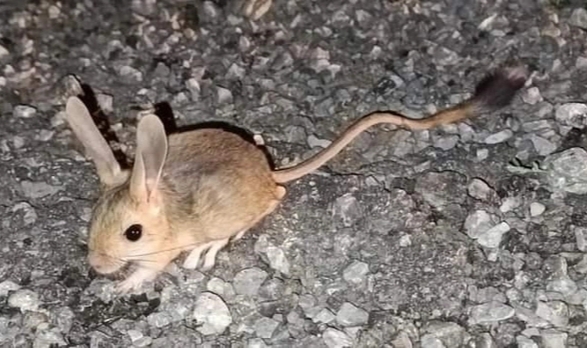 Dünyanın en ilginç 19 hayvanından biri! Erzincan'da görüldü