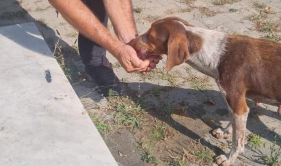 Hayvansever vatandaş sıcaktan bunalan köpeğe elleriyle su içirdi