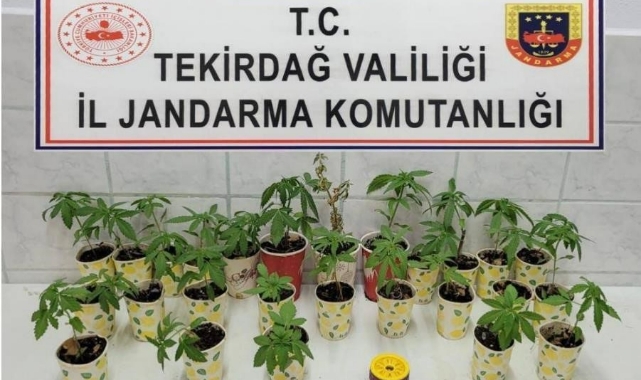 Jandarmadan uyuşturucu operasyonları