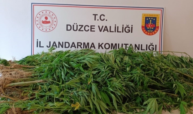 Jandarmadan Yığılca'da operasyon