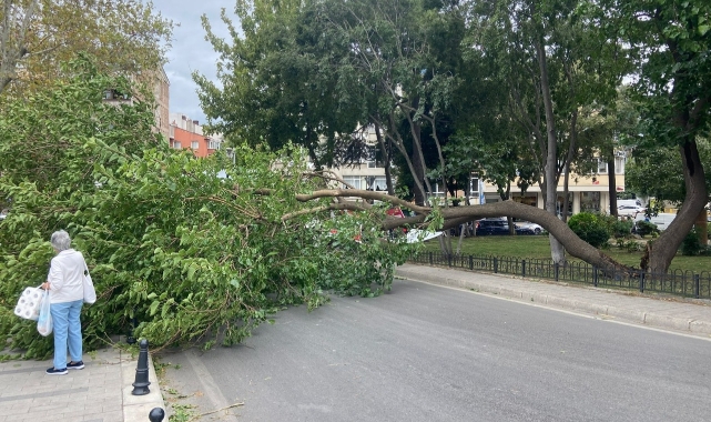 Kadıköy'de rüzgar nedeniyle ağaç devrildi