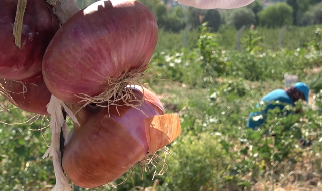 'Kılıçlar soğanı'nın hasadı başladı