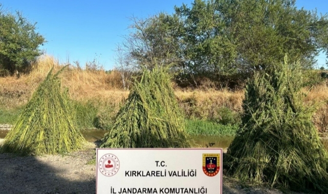 Kırklareli'nde 745 bin kök kenevir ele geçirildi