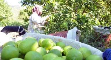 Limon üreticileri, bu yılki sezondan umutlu