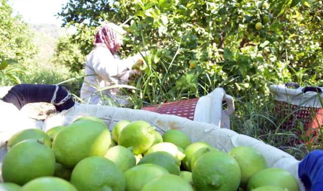 Limon üreticileri, bu yılki sezondan umutlu
