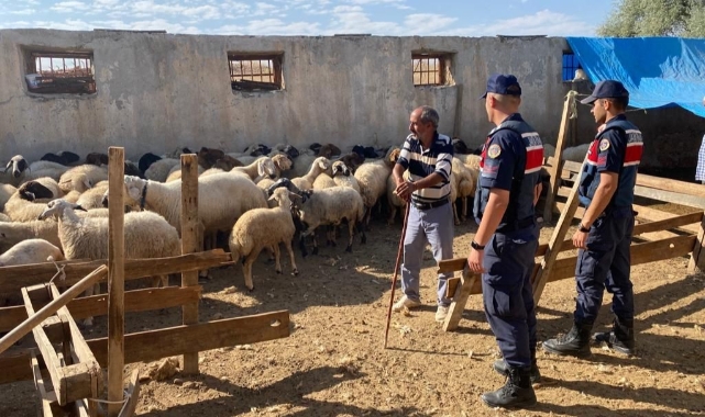 Malatya’da kayıp koyunları jandarma buldu