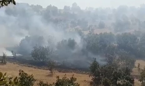 Mardin'deki orman yangını söndürüldü