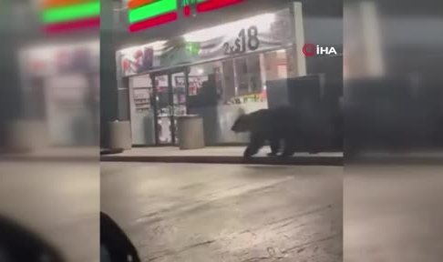 Marketin önünde görülen ayı paniğe neden oldu