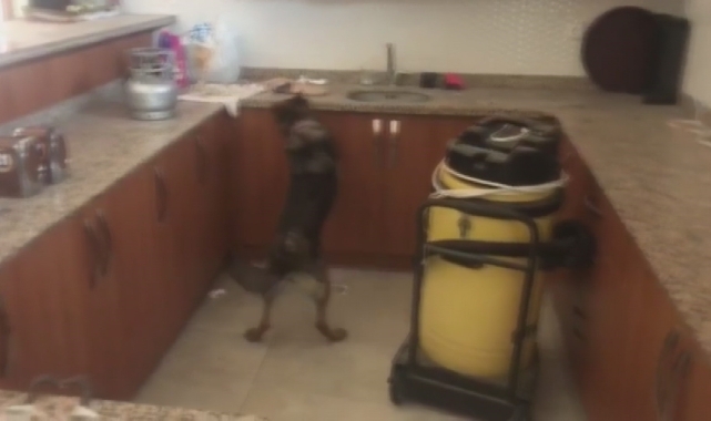 Narkotik köpekleri gerçeği ortaya çıkardı