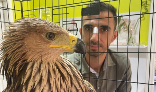 Nesli tükenmekte olan şah kartalı, pençe darbesiyle veteriner hekimi yaraladı