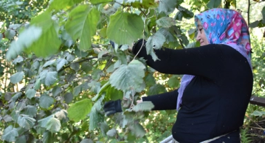 Ordu'da fındık hasadı erken başladı