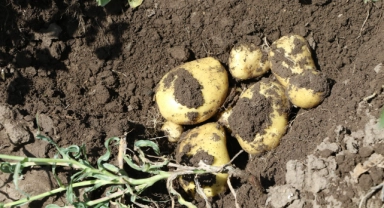 Patates tohumu desteği yapıldı