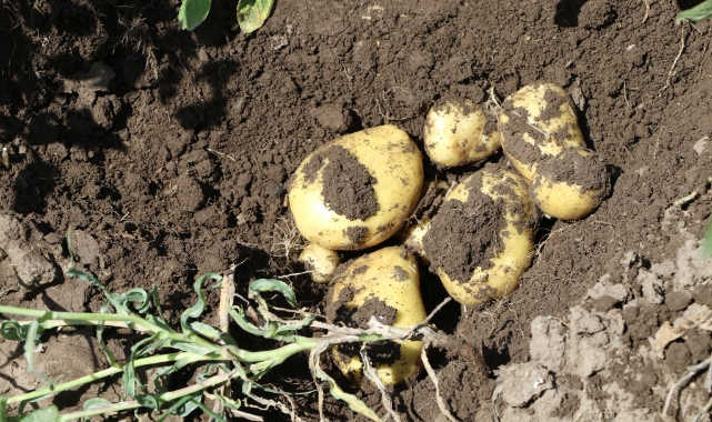 Patates tohumu desteği yapıldı