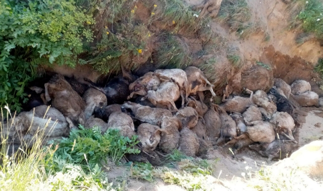 Peş peşe uçurumdan atlayan 130 koyun öldü