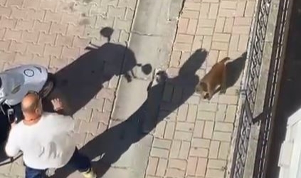 Sahibinden kaçan maymun 3 kişiye saldırdı