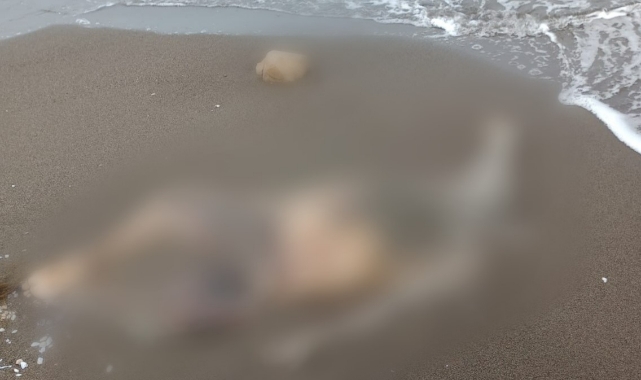 Sahilde dolaşan muhtar deniz kenarında ceset buldu