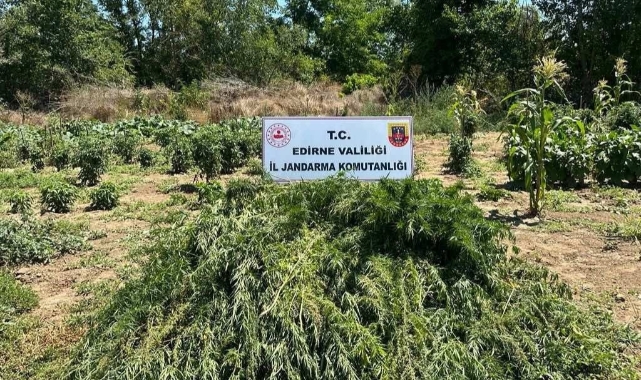 Sebze tarlasında uyuşturucu denetimi
