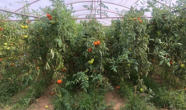 Seracılık üreticinin yüzünü güldürüyor