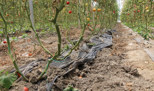 Seralara çakallardan sonra yaban domuzları dadandı