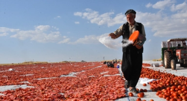 Siverek'in kurutmalık domatesleri dünya pazarında