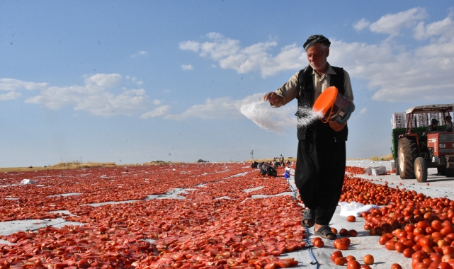 Siverek'in kurutmalık domatesleri dünya pazarında