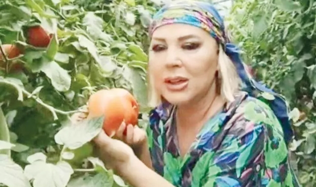 Safiye Soyman domates topladı