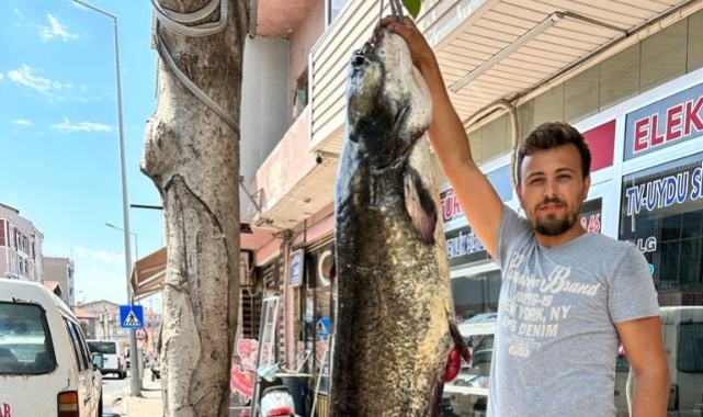 Tekirdağ'da 2 metrelik dev yayın balığı yakalandı