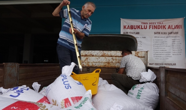 Trabzon'da TMO fındık alımları başladı