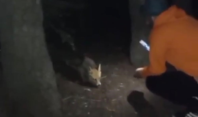 Uludağ'da yanına gelen tilkiye köfte ikram etti