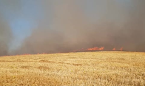 15 bin dönüm arazi küle döndü