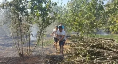 Alaplı’da 10 dönüm fındık bahçesi yandı