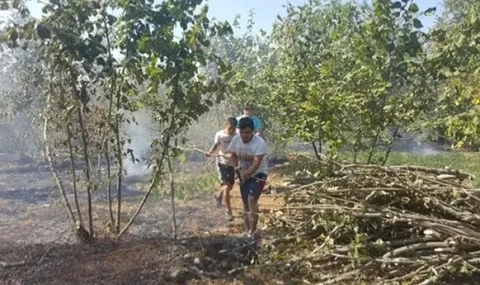 Alaplı’da 10 dönüm fındık bahçesi yandı