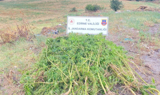 Ayçiçeği tarlasında 450 kök kenevir bitkisi ele geçirildi