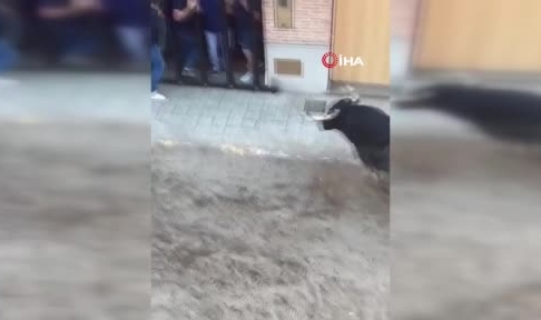 Boğa koşusunda kan döküldü: 1 ölü, 1 yaralı