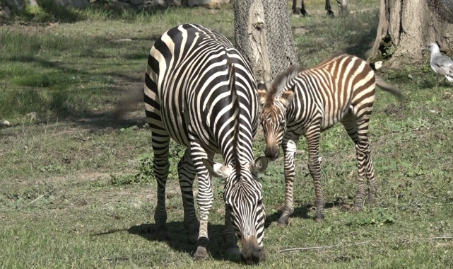 Bursa Hayvanat Bahçesi'nin zebra ailesine 3 yeni üye