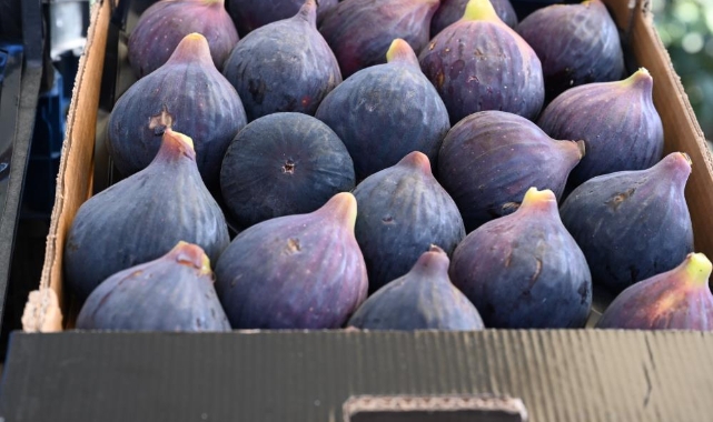 Bursa’nın 'Siyah incisi’nde hasat vakti