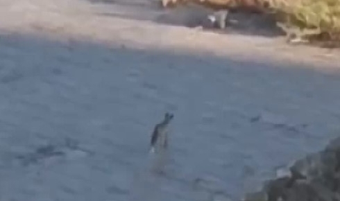 Çakalların oyunu merakla izlendi
