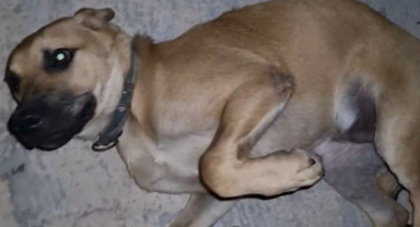 Dışarıda bırakılan balık iğnesi ağzına batan köpek acı içinde kıvrandı