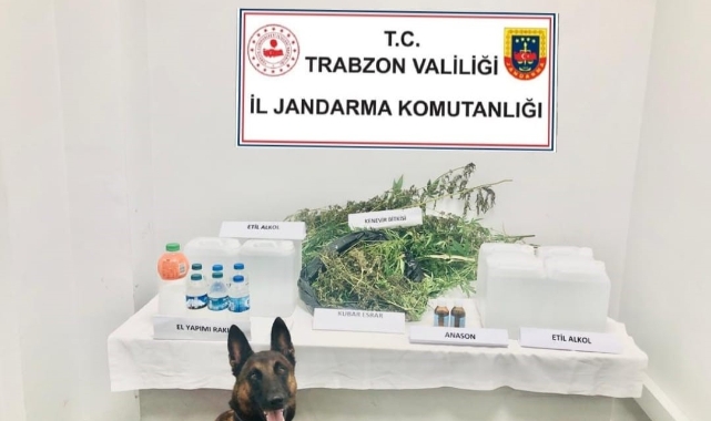Evin her odasından saksılarda kenevir çıktı