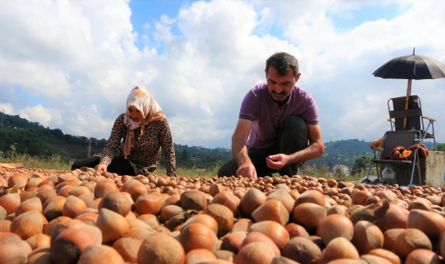 Fındık üreticilerinin zorlu kurutma mesaisi