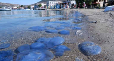 Foça sahillerinde istila sürüyor!