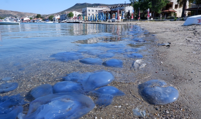 Foça sahillerinde istila sürüyor!