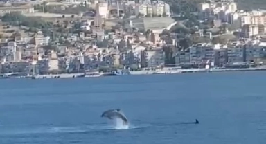 Gemlik Körfezi’nde yunuslar görsel şölen sundu
