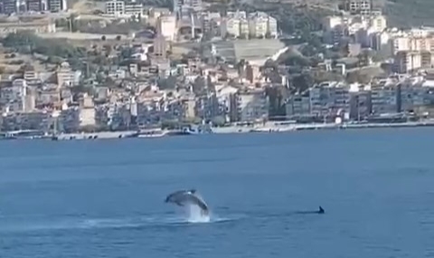 Gemlik Körfezi’nde yunuslar görsel şölen sundu