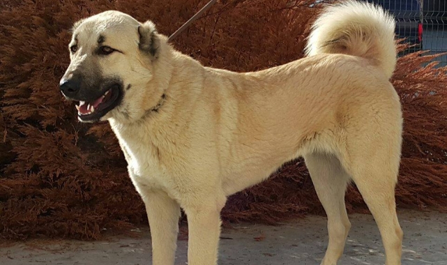 Kangal köpekleri için hazırlanan projeye 740 bin TL'lik destek